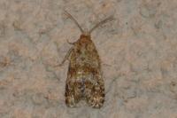 Aethes margarotana