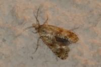 Aethes margarotana