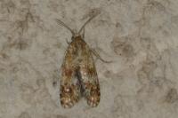 Aethes margarotana