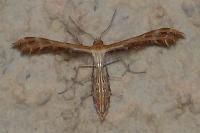 Oxyptilus