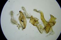 Aproaerema cinctella