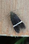 Aproaerema cinctella