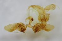 Bactra lancealana