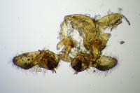 Bactra lancealana