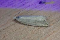 Bactra lancealana