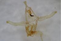 Neofaculta ericetella