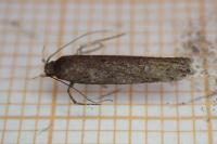 Neofaculta ericetella