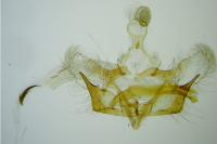 Coleophora glaucicolella