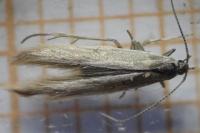 Coleophora glaucicolella