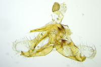 Coleophora caespititiella
