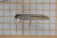 Coleophora caespititiella
