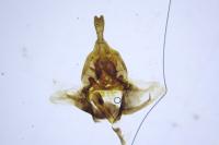Aphelia viburnana