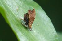 Choreutis nemorana