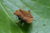 Choreutis nemorana