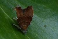 Choreutis nemorana