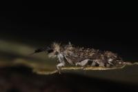 Ochsenheimeria taurella