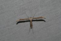 Emmelina monodactyla