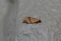 Clepsis consimilana