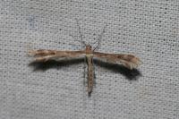 Oxyptilus