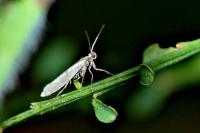Parahyponomeuta egregiella
