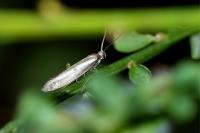 Parahyponomeuta egregiella