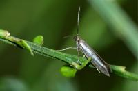 Parahyponomeuta egregiella