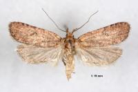 Exaeretia lutosella