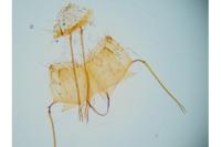 Exaeretia lutosella