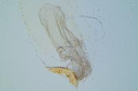 Exaeretia lutosella