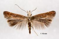 Isophrictis kefersteiniellus