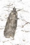 Cnephasia