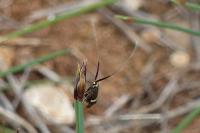 Adela australis