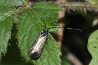 Adela reaumurella