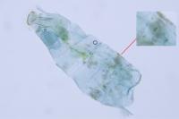 Phyllonorycter acerifoliella