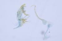 Bryotropha senectella
