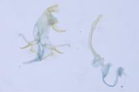 Bryotropha senectella