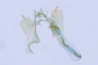 Stigmella samiatella