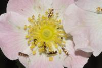 Micropterix aglaella
