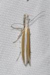 Pleurota aristella