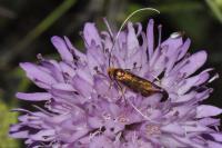 Nemophora metallica
