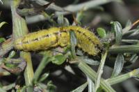 Heterogynis penella