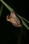 Korscheltellus lupulinus