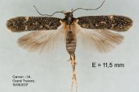 Bryotropha affinis