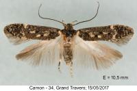 Bryotropha affinis