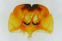 Cephimallota crassiflavella