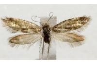 Dyseriocrania subpurpurella