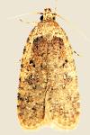Agonopterix ciliella