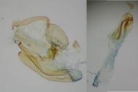 Mompha epilobiella