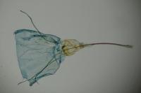 Nemapogon granellus