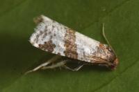 Periclepsis cinctana